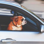 Dog in Car